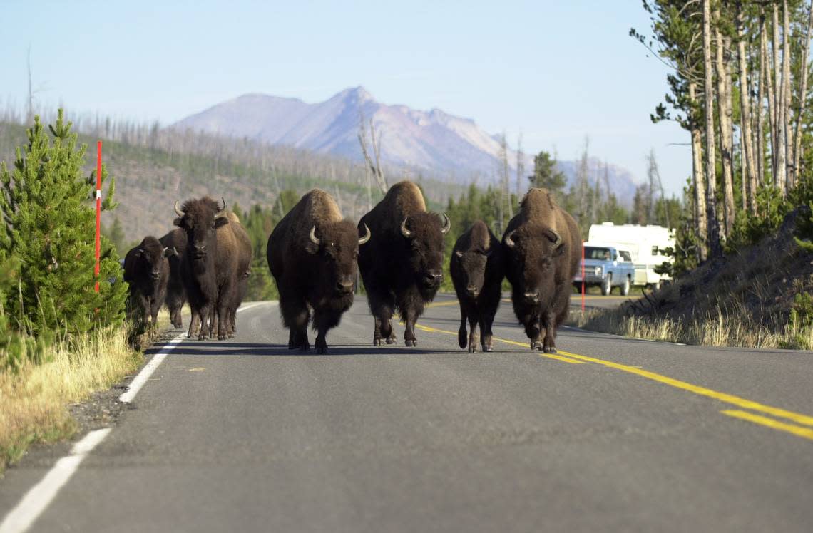 Bison gores tourist and tosses her 10 feet at Yellowstone National Park, rangers..