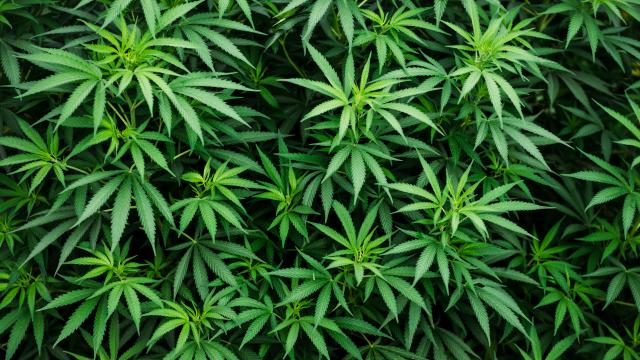købmand Glatte Uretfærdig Weed legalised in ACT: The cannabis stocks to watch for high returns