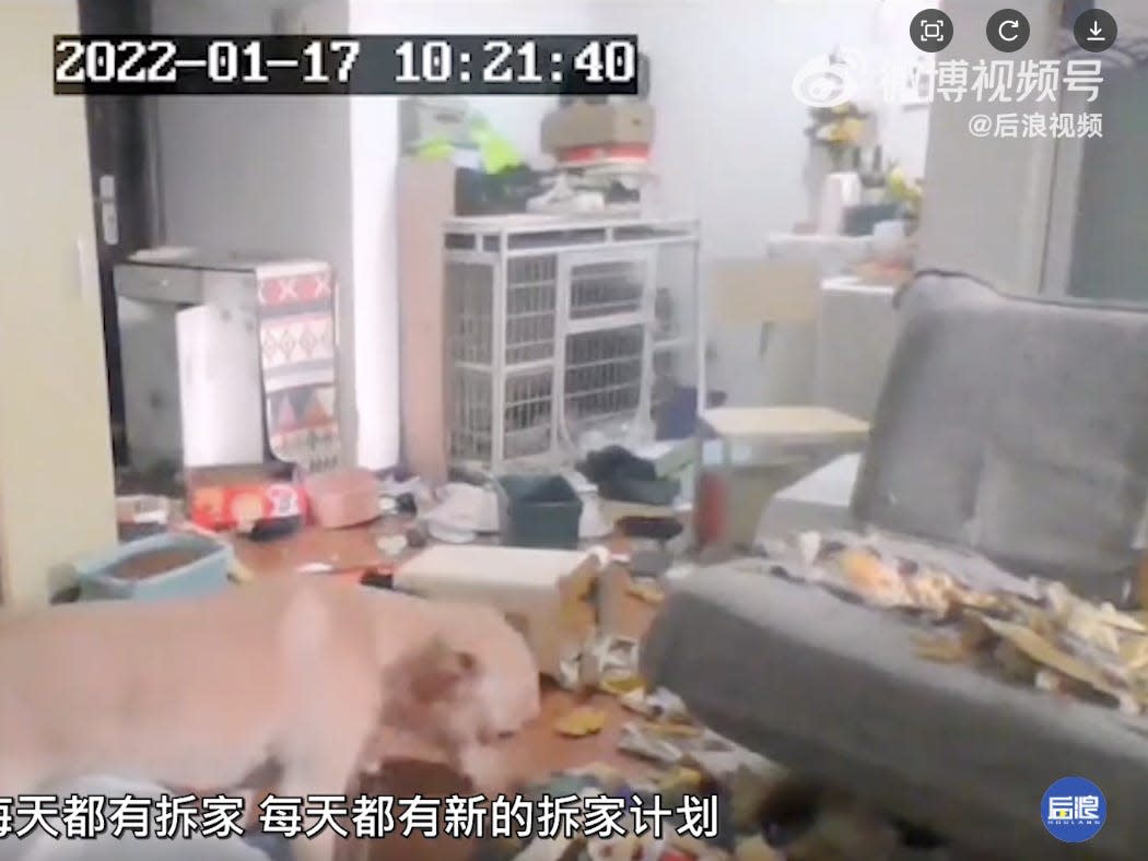 A Chinese woman stuck in a 14-day quarantine watched helplessly via a surveillance camera as her dog demolished her living room and wardrobe