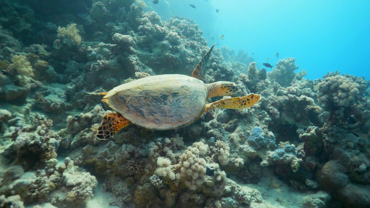 Secret sounds of sea creatures 'talking' discovered by scientists