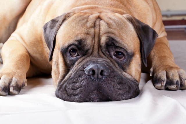 Ten signs of cancer in dogs