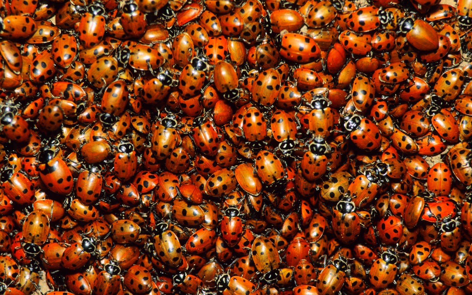 a-massive-ladybug-swarm-is-moving-through-california