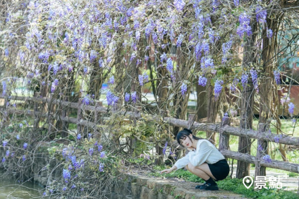 整排紫藤花海河畔免費賞 大湖紀念公園春賞花必遊