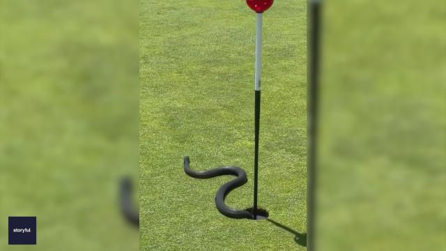 Watch: Golfer in Australia captures video of a red-bellied snake hanging out in a hole