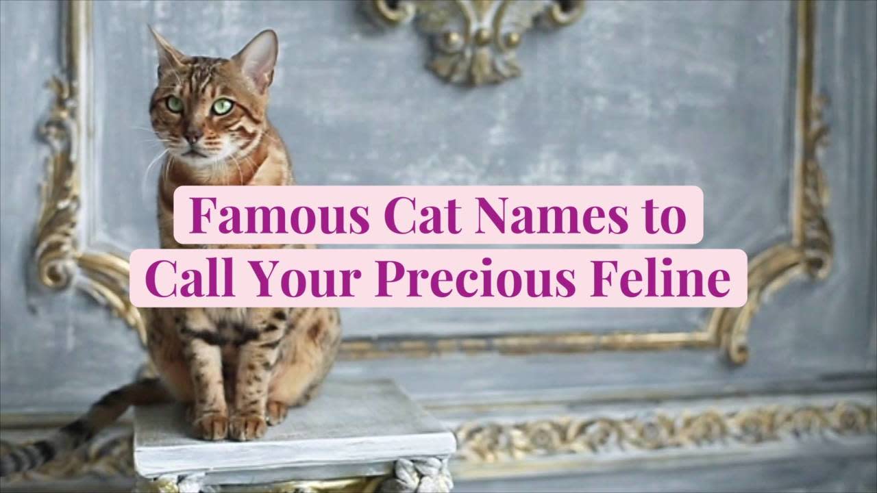 famous cats names