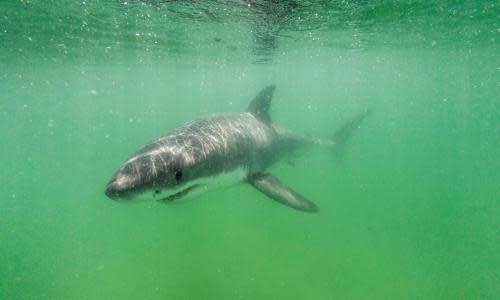 katharine-the-great-white-shark-resurfaces-off-us-east-coast