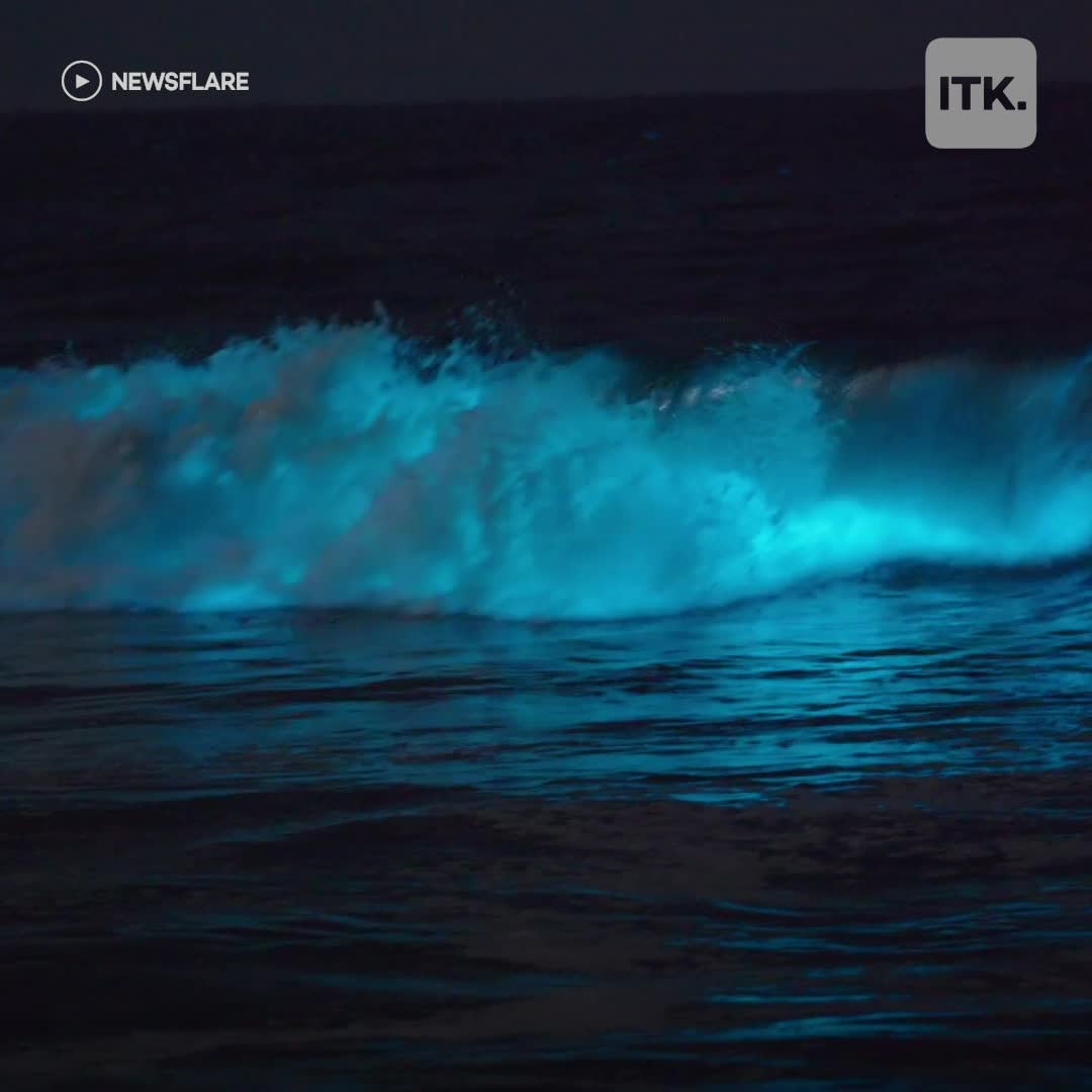 Bioluminescent waves bring mesmerizing glow to California shores [Video]