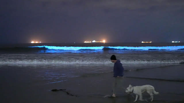 Bioluminescence returns to Southern California