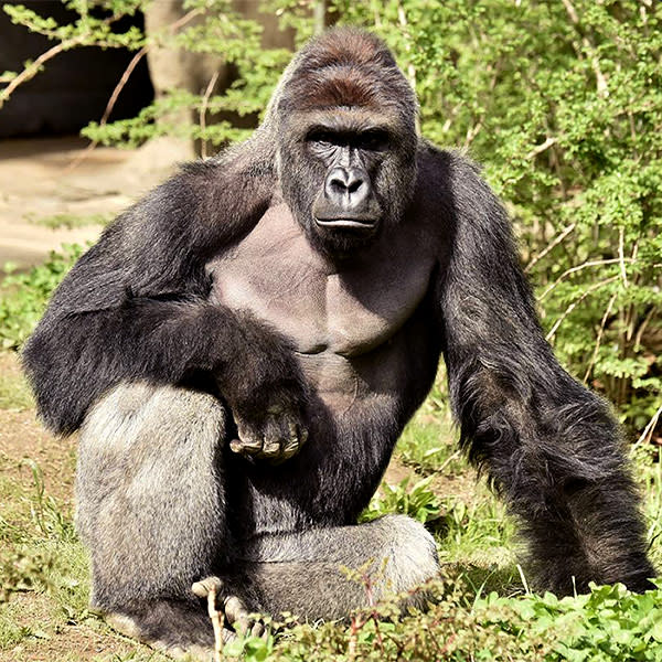 Mom of 4-Year-Old Who Climbed into Zoo Pen Defends Herself f-rom Backlash After Zookeepers Killed Gorilla| Zoo Animals