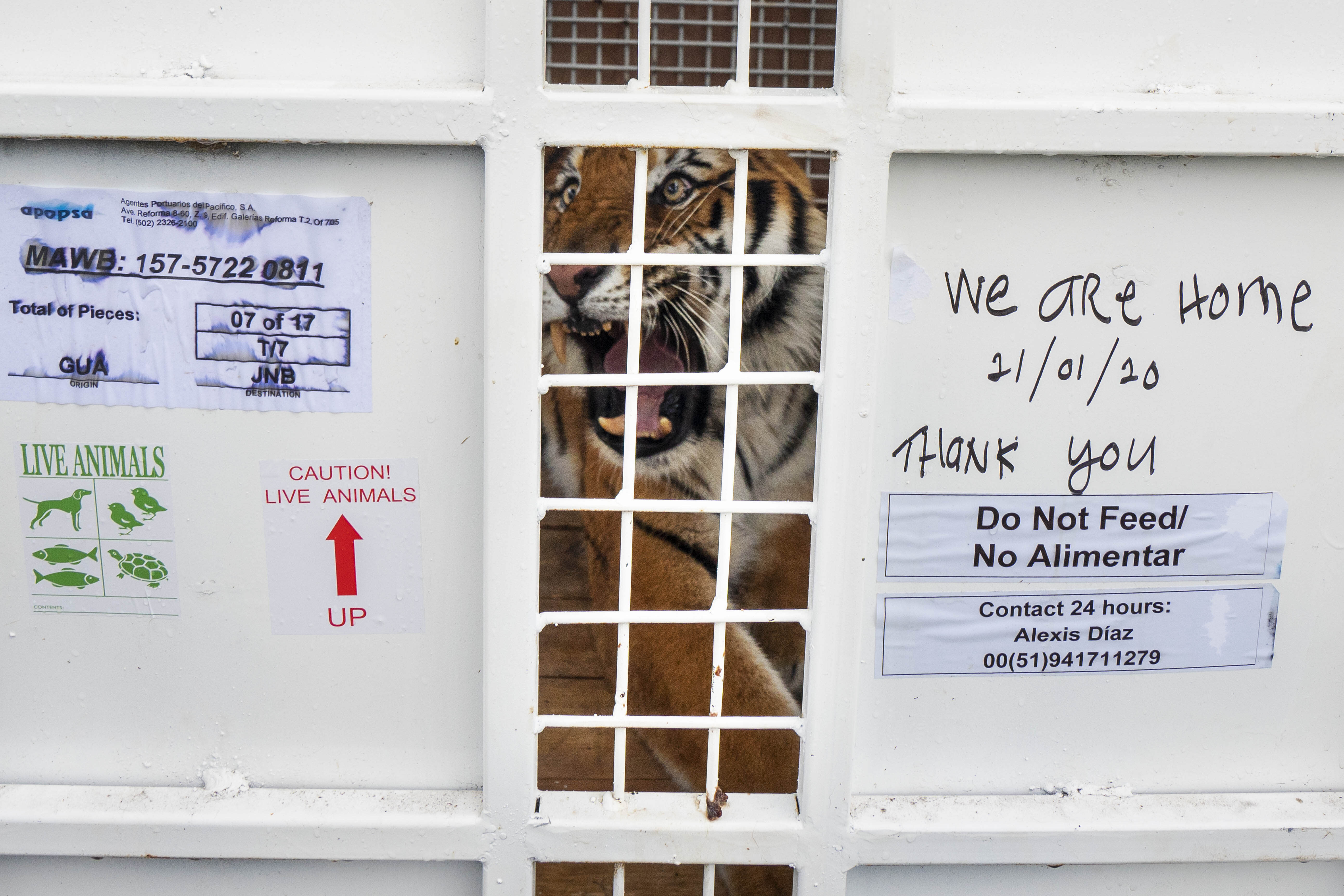 Itza, one of 17 rescued tigers and lions from Guatemala circuses, waits to be released at the Animal Defenders International Wildlife Sanctuary in Winburg, South Africa, Tuesday Jan. 21, 2020. (AP Photo/Jerome Delay)