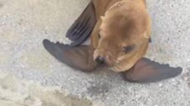 San Francisco Seals mascot was a real sea lion