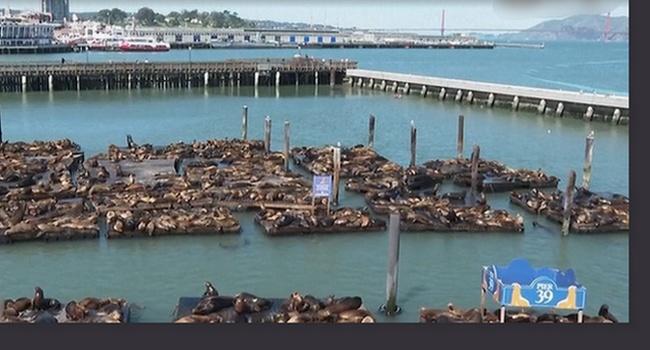 舊金山15年最大⋯千隻海獅日光浴