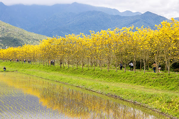 富源國中興泉圳金黃大道 (圖／縱管處)