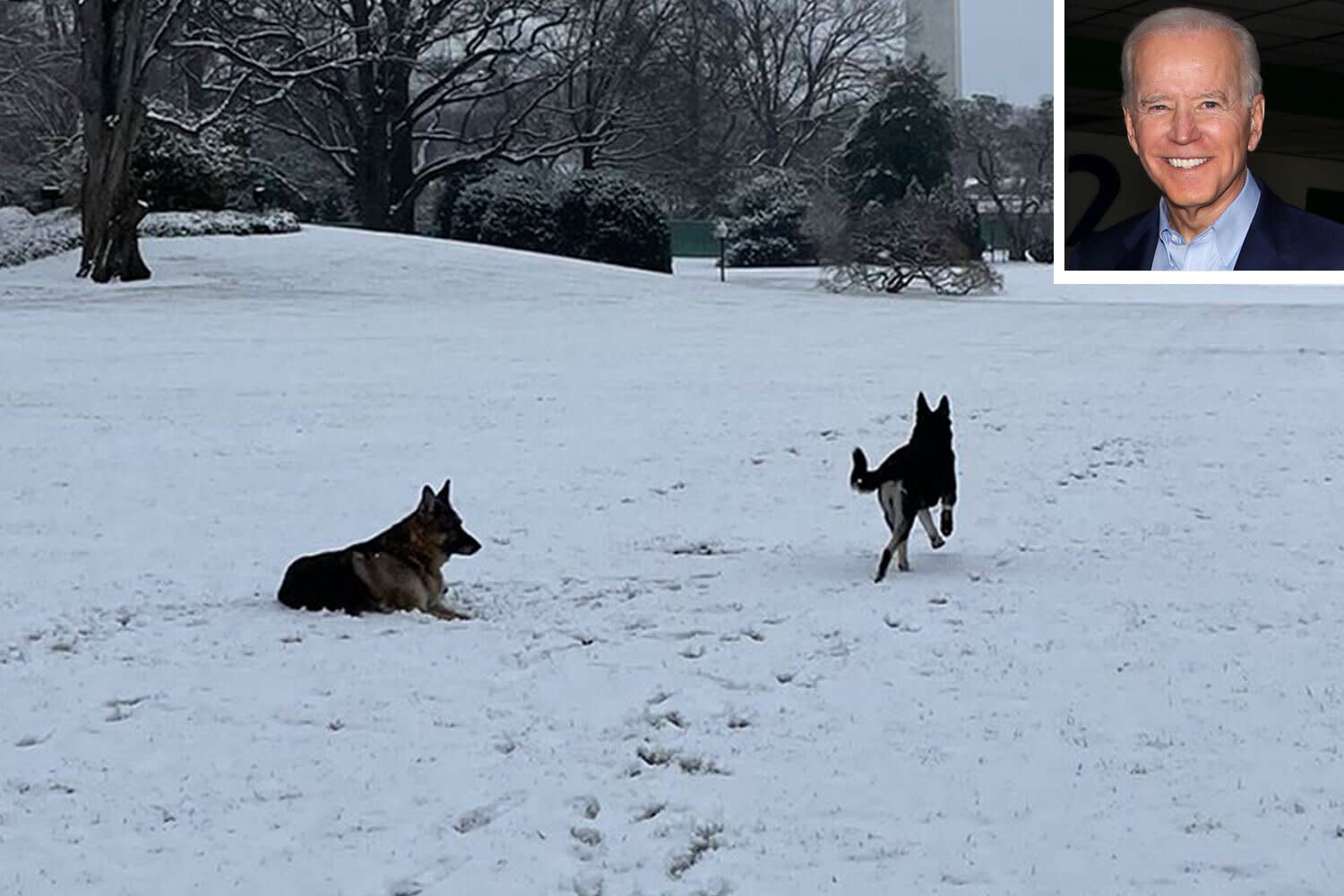 Der Deutsche Schäferhundmeister und Major Joe Biden genießt einen Schneetag im Weißen Haus