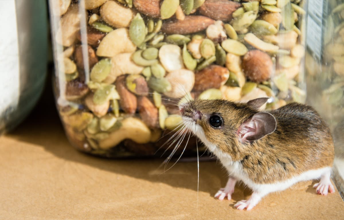 This Is the Best Way to Get Rid of Mice, Experts Say