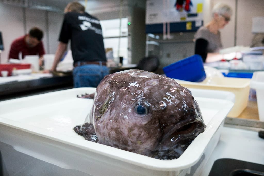 Kin of 'world's ugliest animal' among fish hauled off Australia abyss