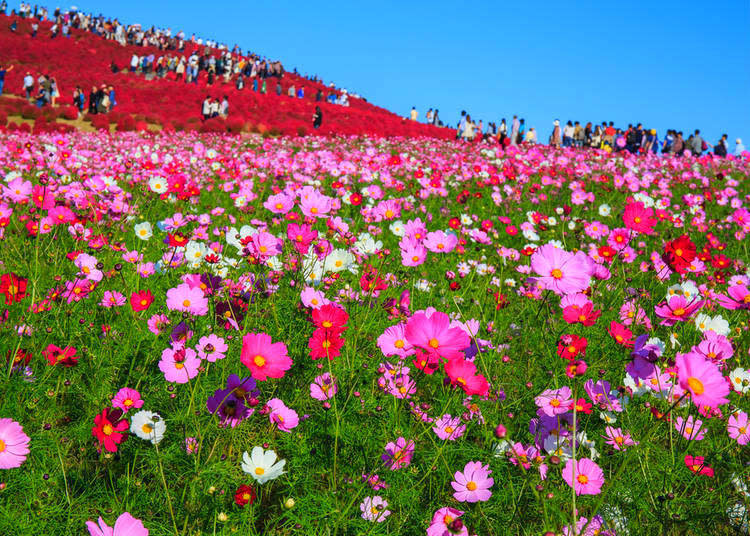 Beautiful cosmos flowers in Hitachi Seaside Park