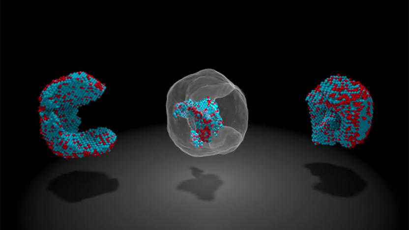 Colin Ophus and Florian Niekiel, Berkeley Lab