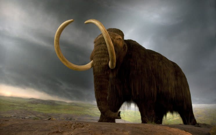 Woolly Mammoths ‘could Come Back Within Two Years After Gene Breakthrough 2502