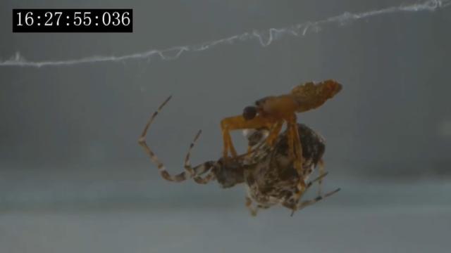 These spiders 'catapult' themselves to avoid getting eaten after