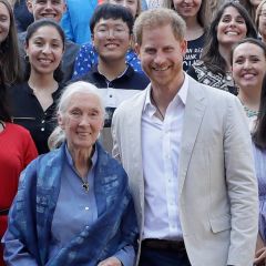 Prince Harry Is 'Finding Things a Bit Challenging Right Now,' Says Friend Dr. Jane Goodall