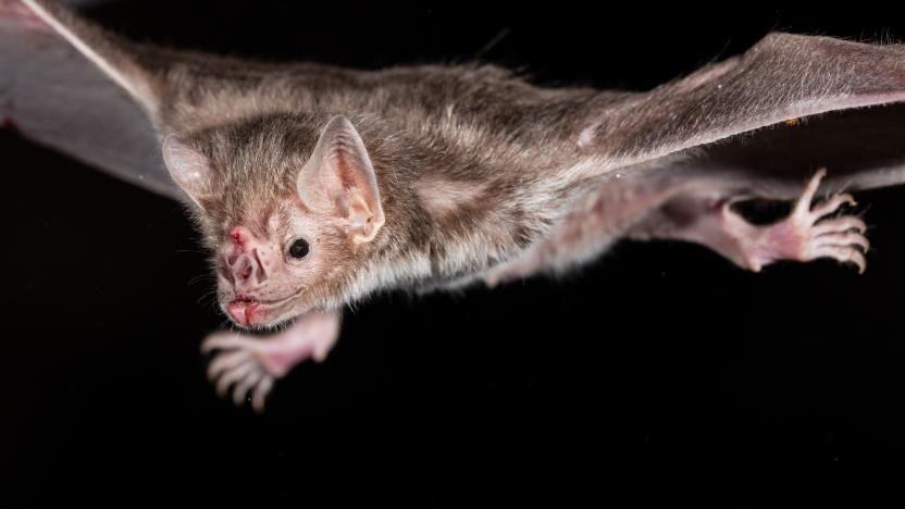 The common vampire bat (Desmodus rotundus) is a small, leaf-nosed bat native to the Americas.