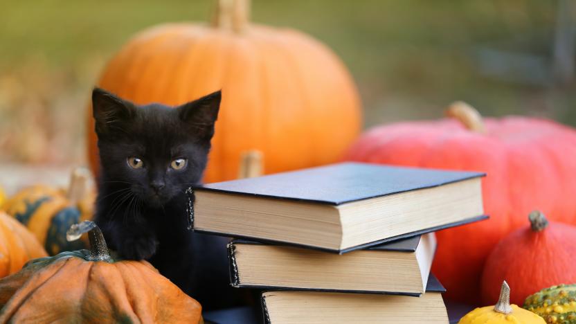 Autumn books for Halloween concept.Stack of books with black covers, black cat and pumpkins set on garden background. Scary autumn reading