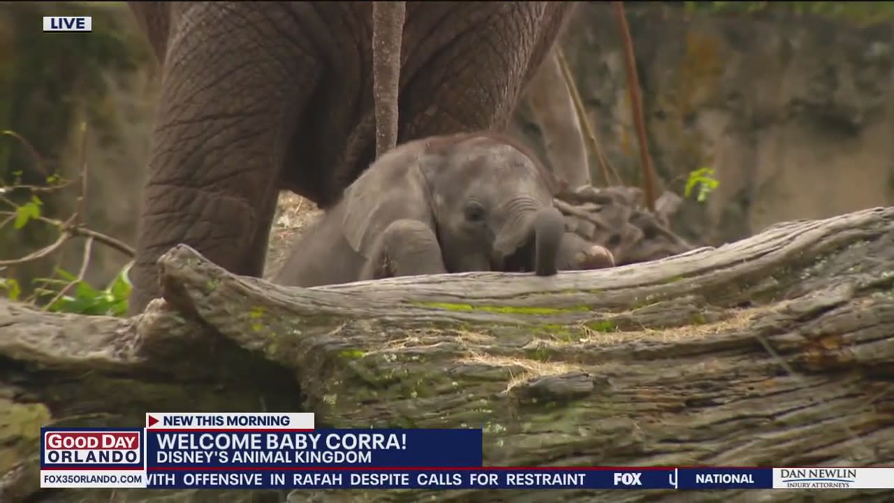 Disney's Animal Kingdom Welcomes New Baby Elephant