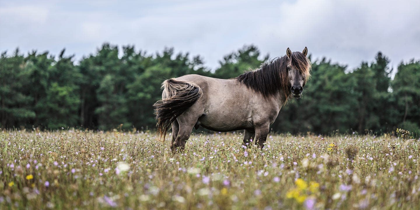 I didn't want to live anymore – then I started photographing horses