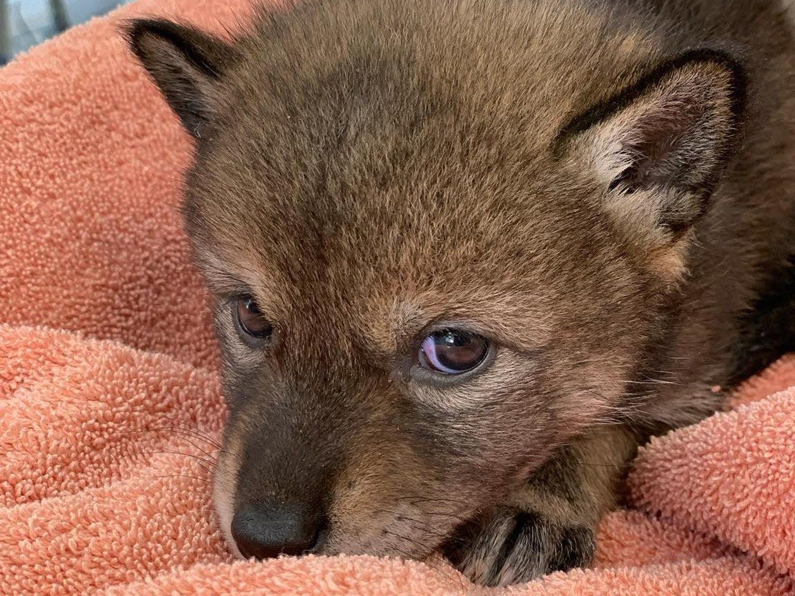 A family brought home a puppy they found on the side of the road. Less than 24 h..