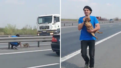 Good Samaritan Rescues Stray Dog Stranded on Busy Highway