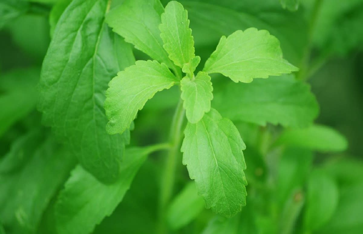 Stevia: benefici e controindicazioni della pianta dolcificante