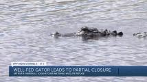 Well-fed alligator leads to partial closure of wildlife refuge