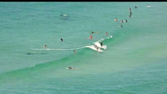 Surfing with dolphins Tallo Beach, Byron Bay.