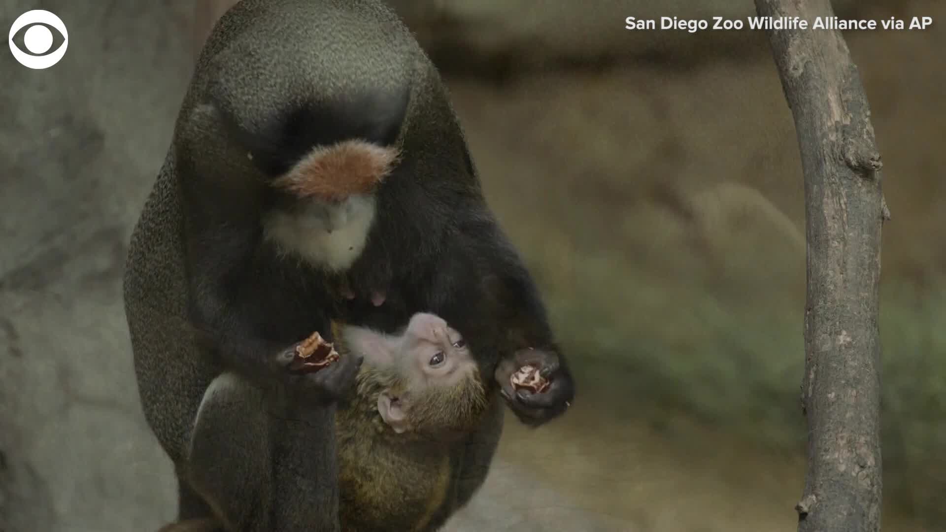 Monkey  San Diego Zoo