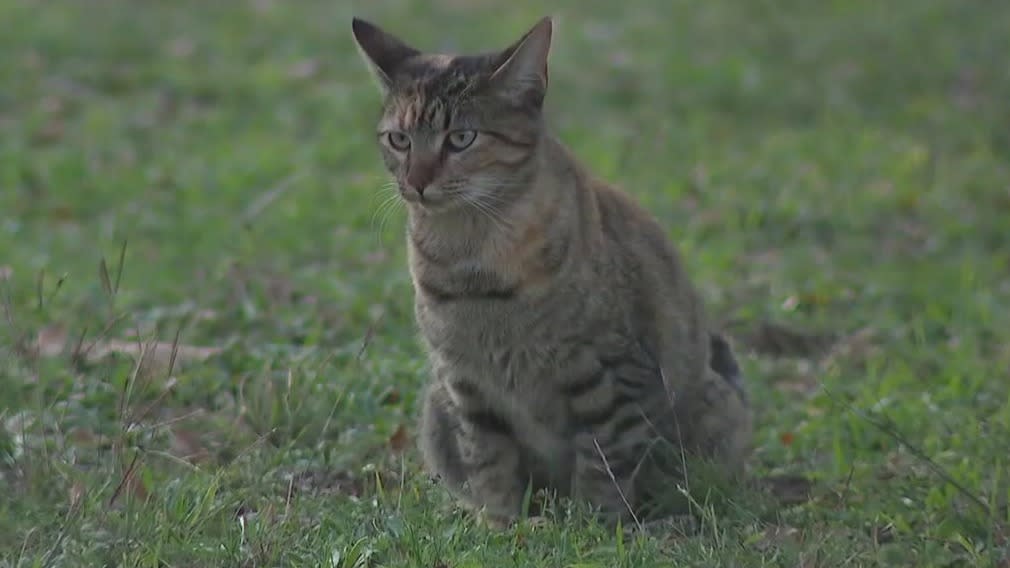 Rochelle responds to controversial post: No euthanasia, but feral cat traps  still available