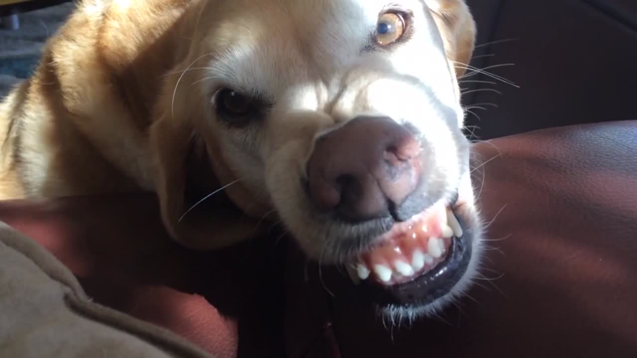 golden retriever smiling