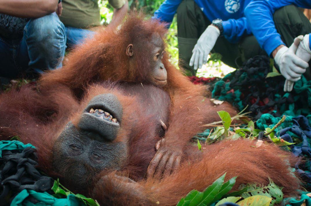 Baby orangutan hugs mother after rescue