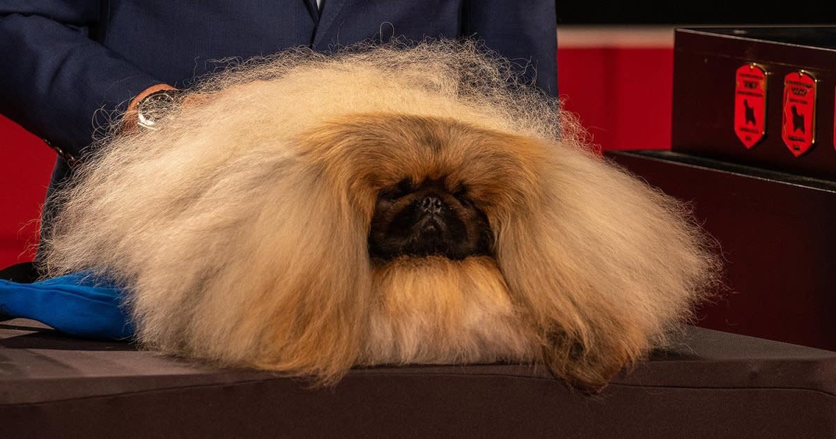 Wasabi the Pekingese Wins Best in Show at the 2019 AKC National ...