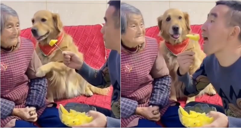 Not having it: Adorable golden retriever 'defends' grandma from fruit-stealing man