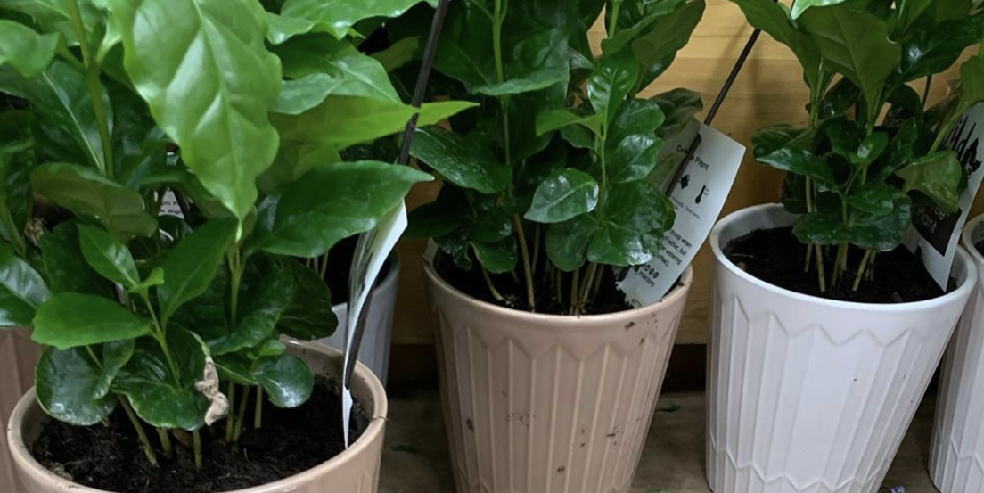 Trader joes potted plants Idea