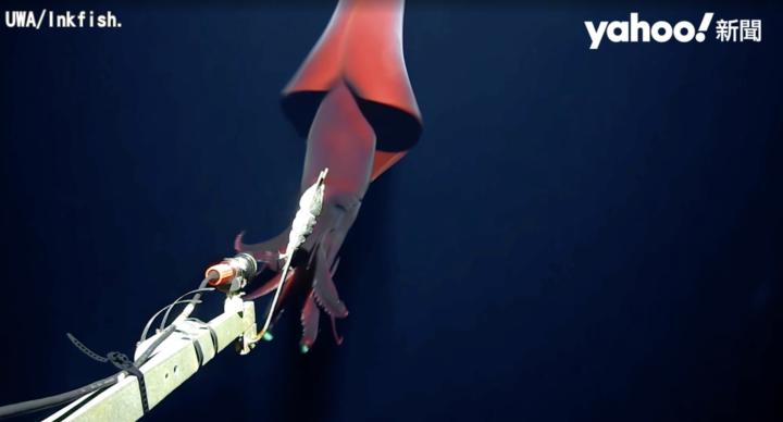 驚豔！深海巨魷近距離奇遇