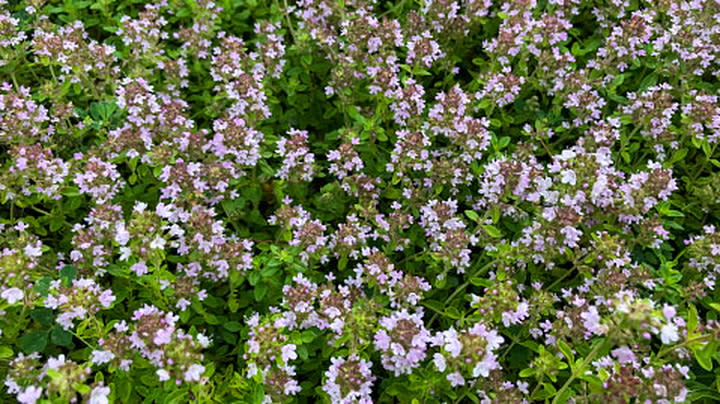 Is Thyme a Perennial or Annual Plant?