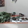 Gdf Viterbo, scoperta coltivazione di marijuana: denunciato 46enne