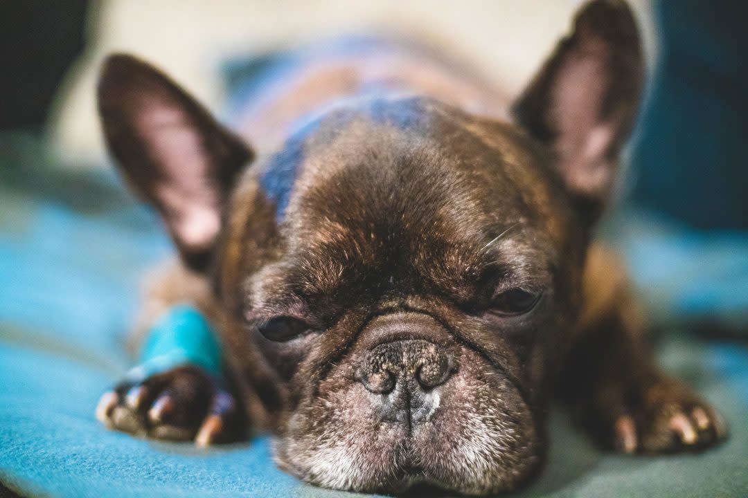 can I give my french bulldog ibuprofen?