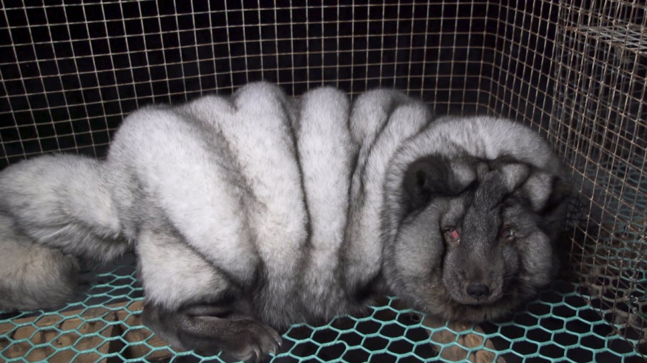 These Arctic Foxes on Fur Farms Are So Fat, They Can Barely Stand