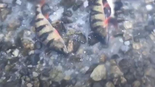 Swedish man saves fish trapped in a frozen lake