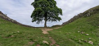 
Who cut down the Sycamore Gap tree? Everything we know