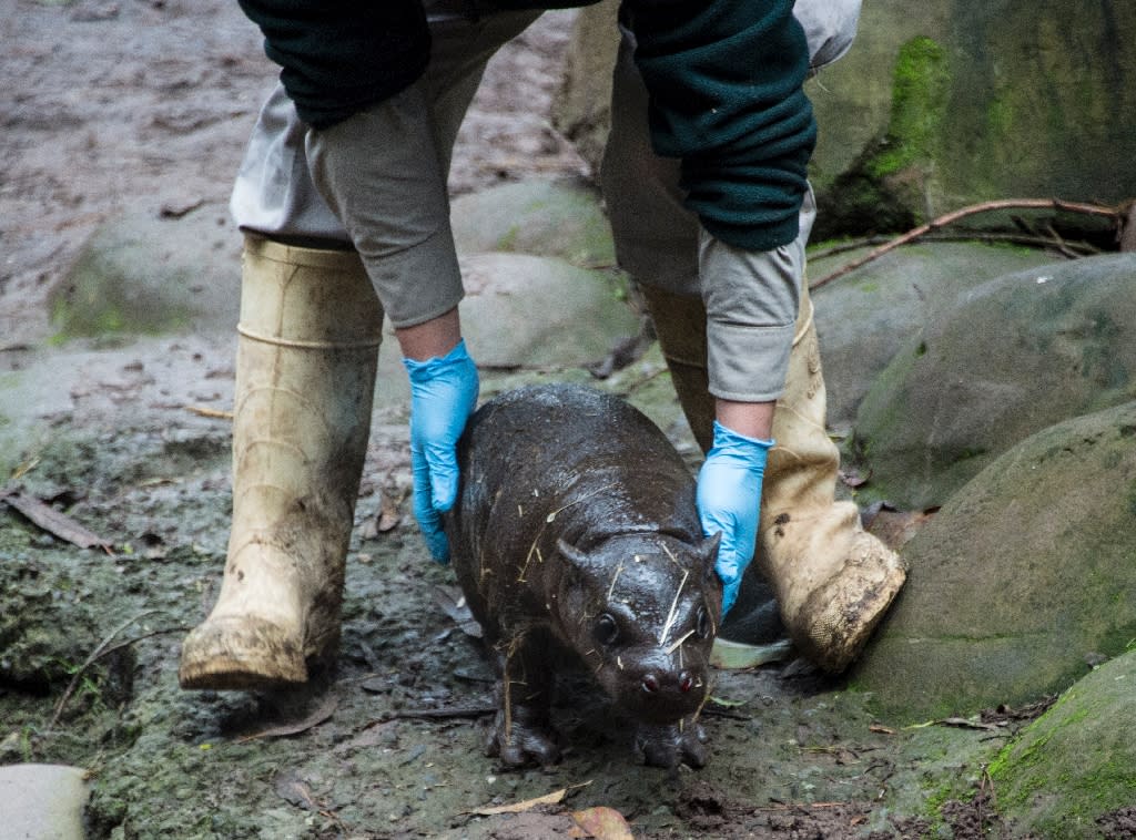 Check it out: a baby pygmy hippo