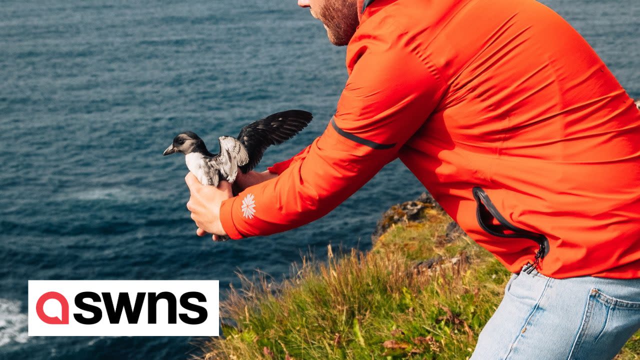 People Are Throwing Baby Puffins Off Of Cliffs In Iceland–But It's